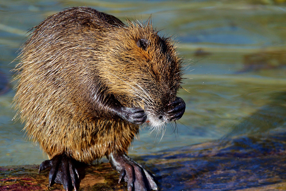 nutria