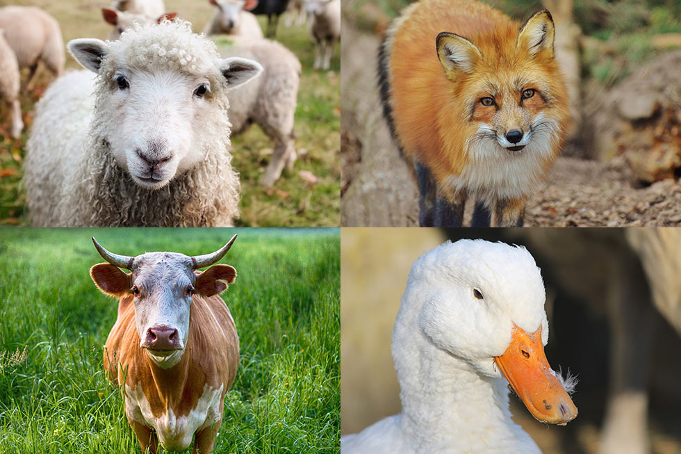 Schaf, Fuchs, Kuh und Ente