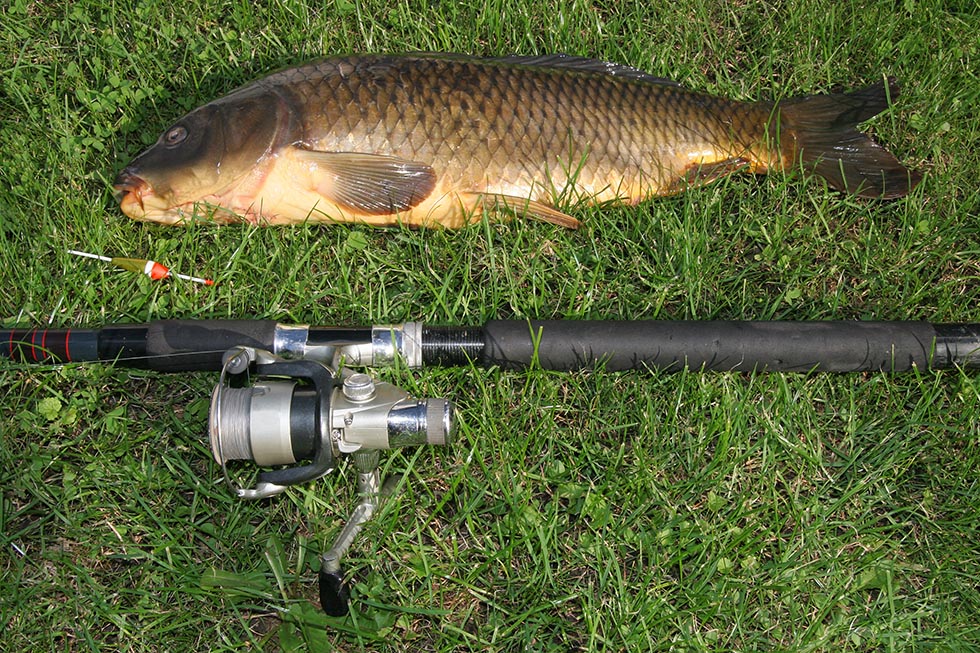 Fisch liegt neben Angel