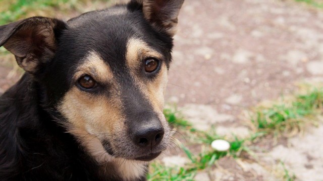 hund schaut in die kamera