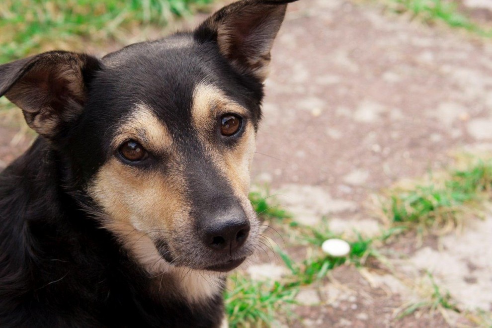 hund schaut in die kamera