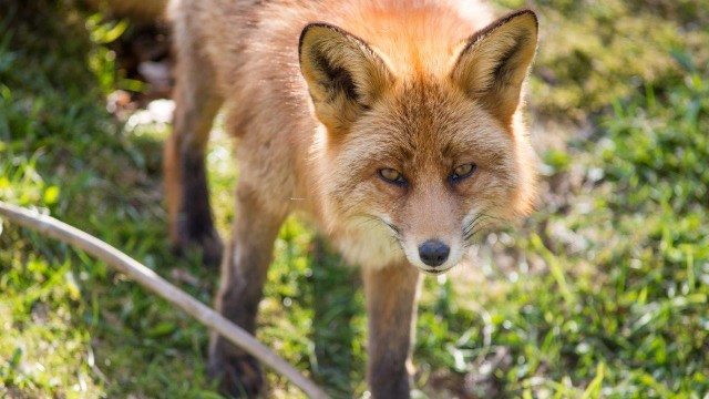 Fuchs schaut in die Kamera