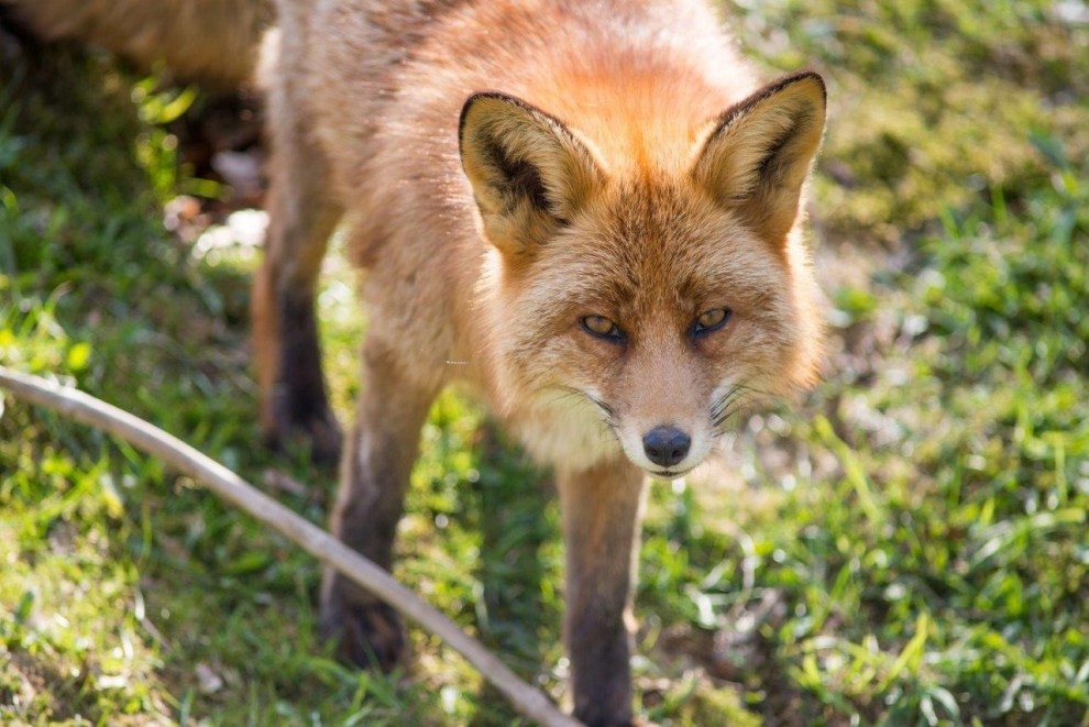 Fuchs schaut in die Kamera