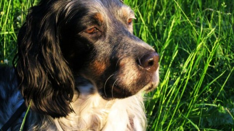 Hund liegt im Gras