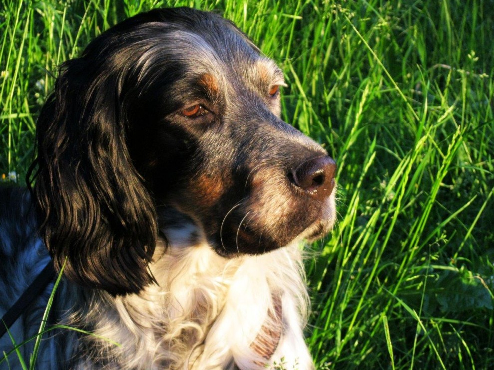 Hund liegt im Gras