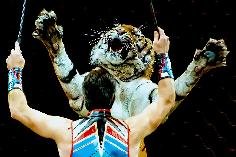 tiger macht ein kunststueck im zirkus