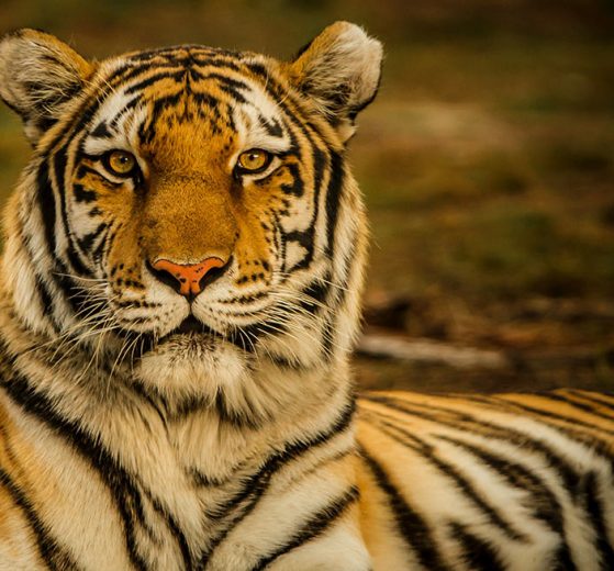 tiger