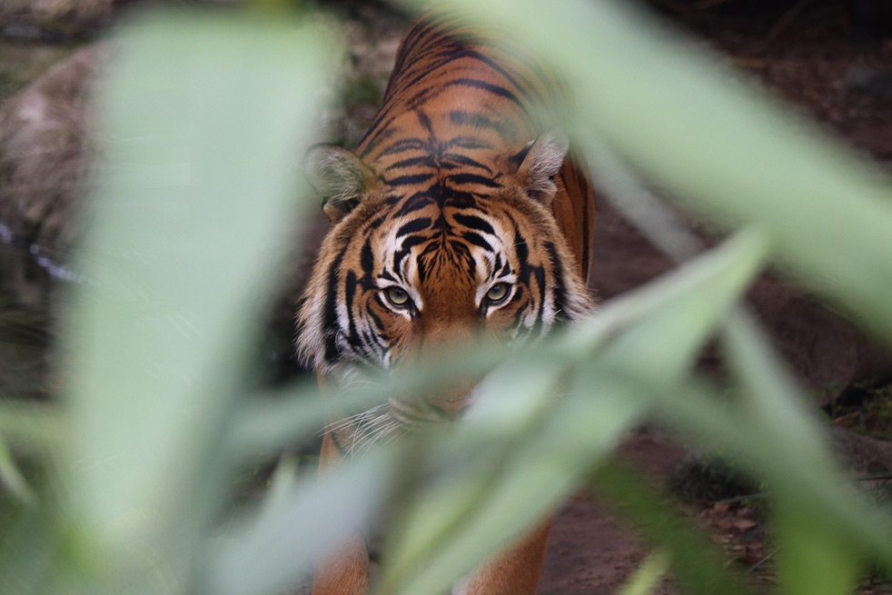 tiger auf der jagd