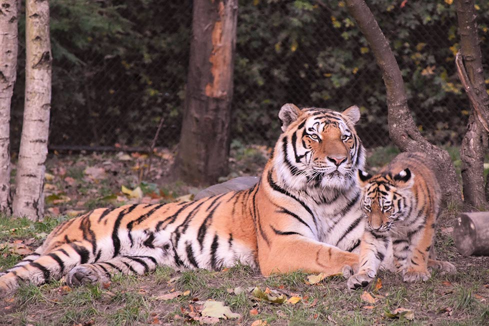 tiger liegt mit einem jungtier auf der wiese