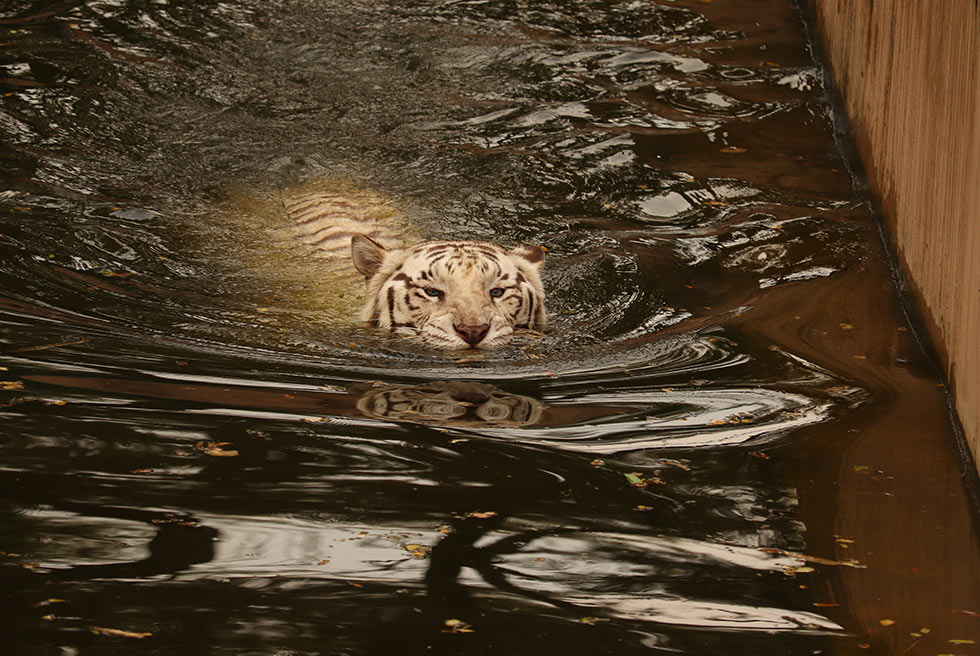 tiger schwimmt im wasser