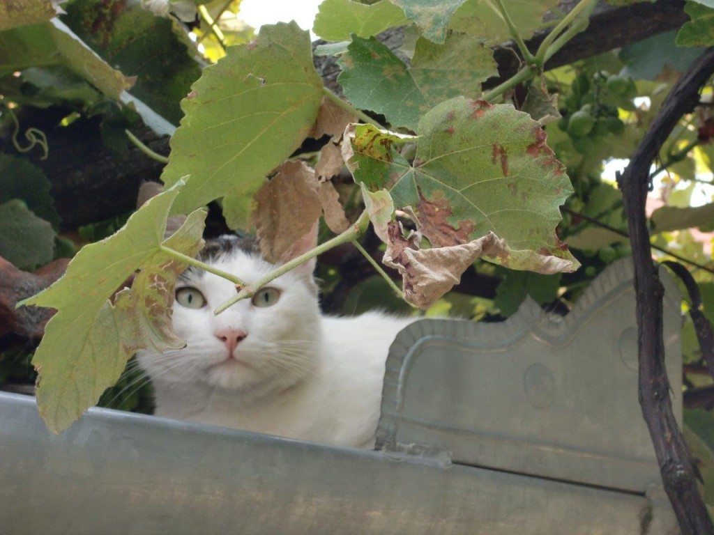 Katze sitzt im Baum