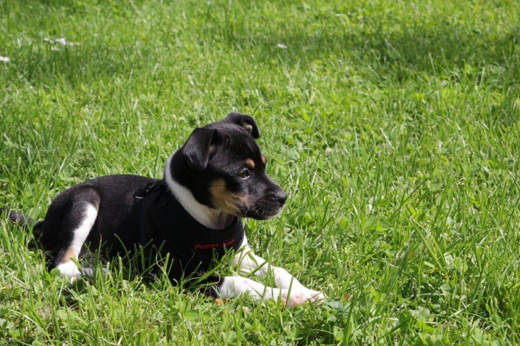 Hund liegt im Gras