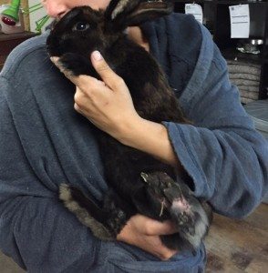 Person traegt Kaninchen auf dem Arm