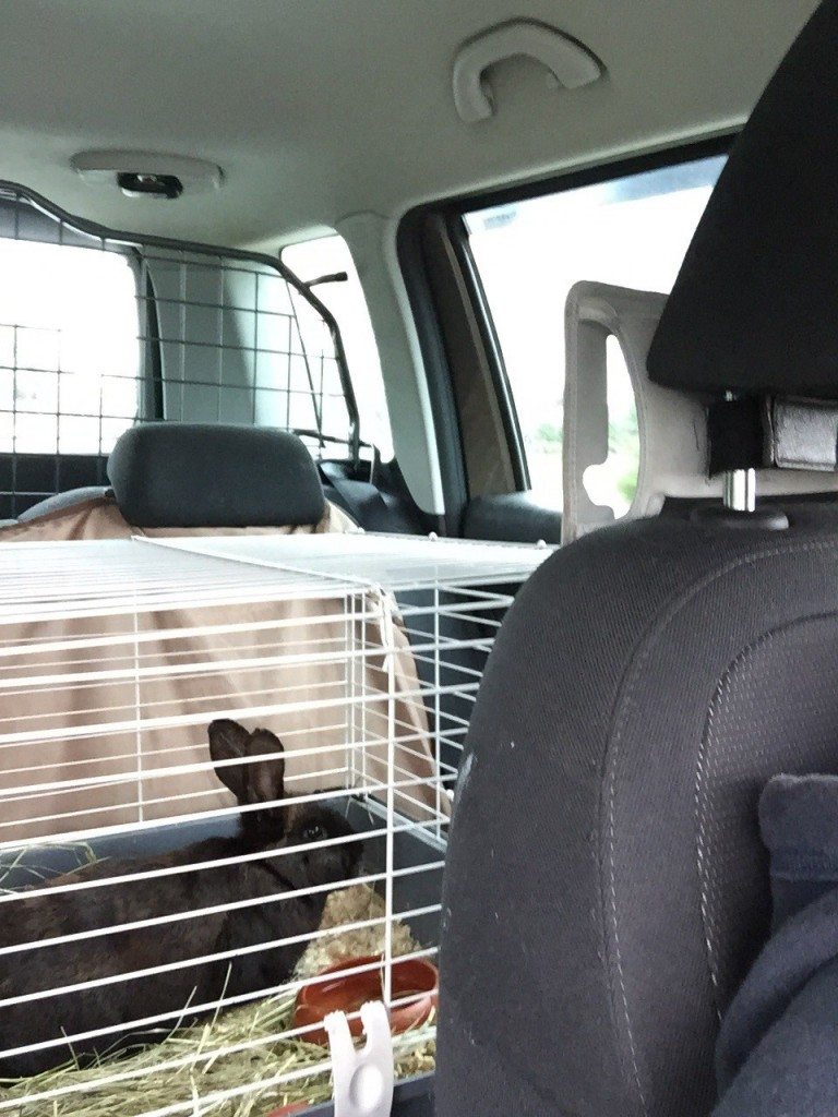 Kaninchen im Kaefig im Auto
