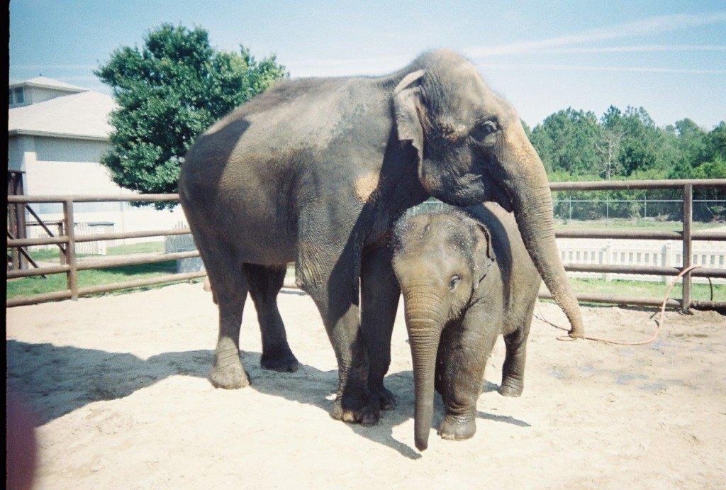 Ringling-Bros-02-N2-Outdoor-paddock-Mother-and-baby-c-PETA-USA