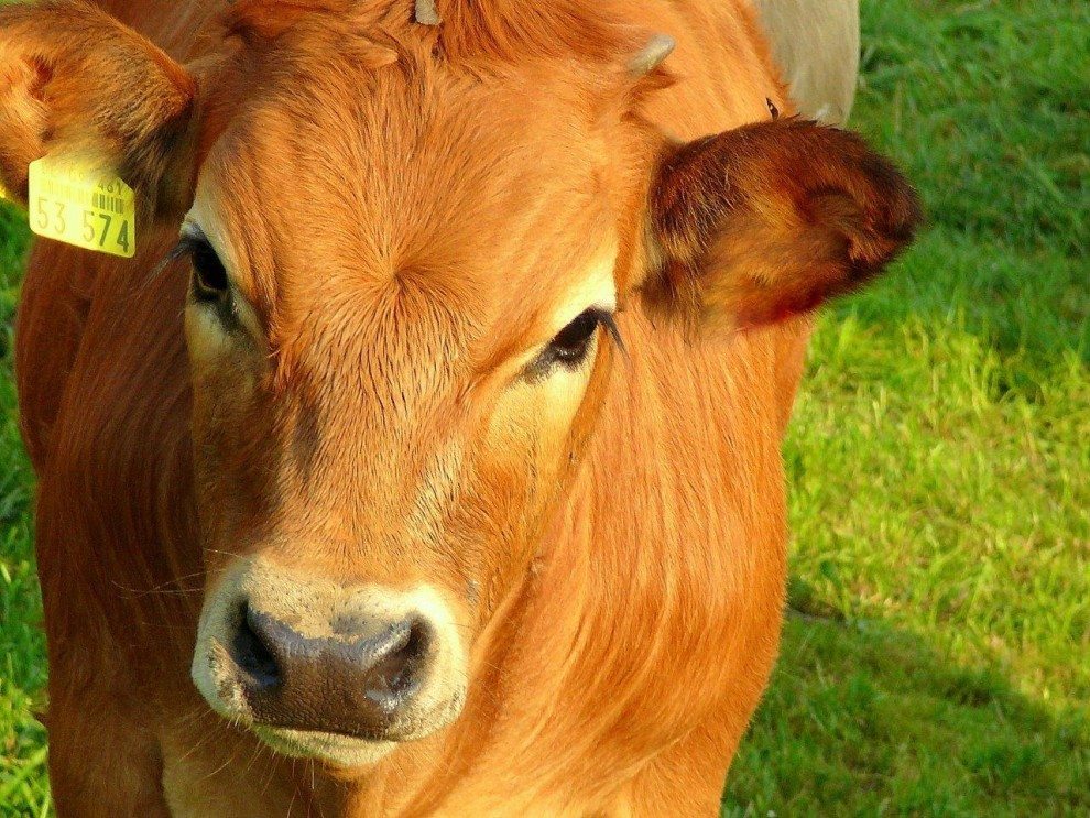 5 Grunde Warum Milch Trinken Kuhen Und Kalbchen Wehtut