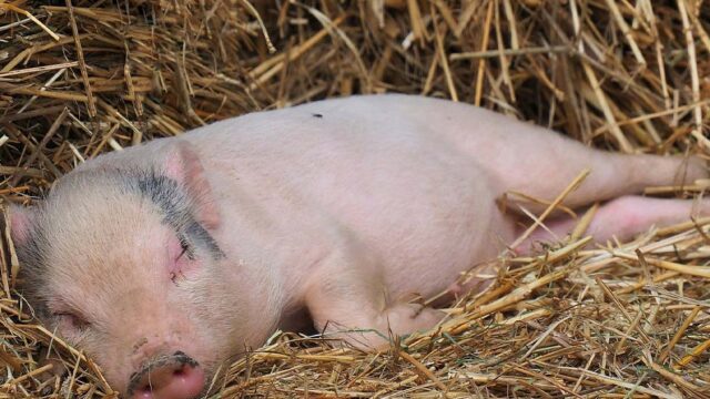 Ferkel liegt im Stroh