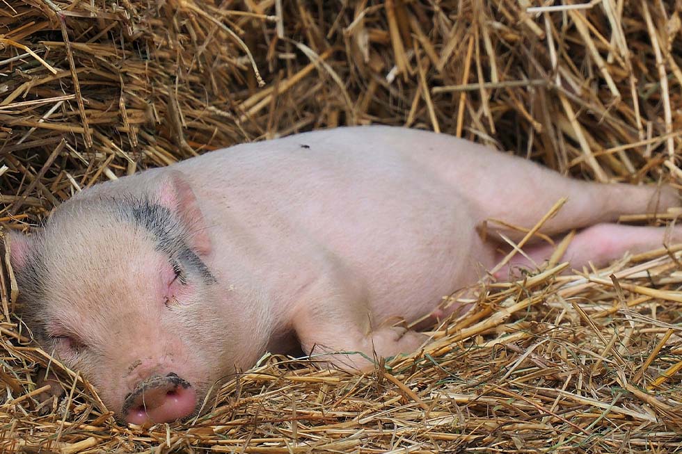 Ferkel liegt im Stroh