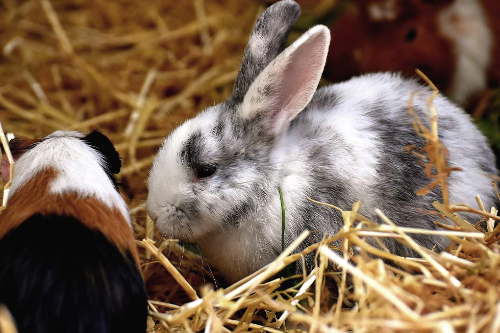 Kaninchen und Meerschweinchen im Stroh