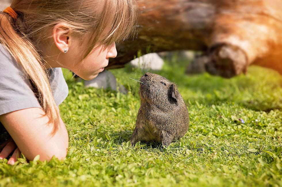 Maedchen mit Meerschweinchen auf der Wiese