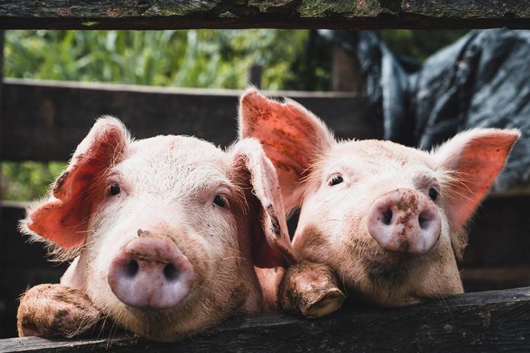 Warum lieben Menschen Hunde und essen Schweine?