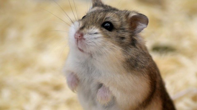 Hamster