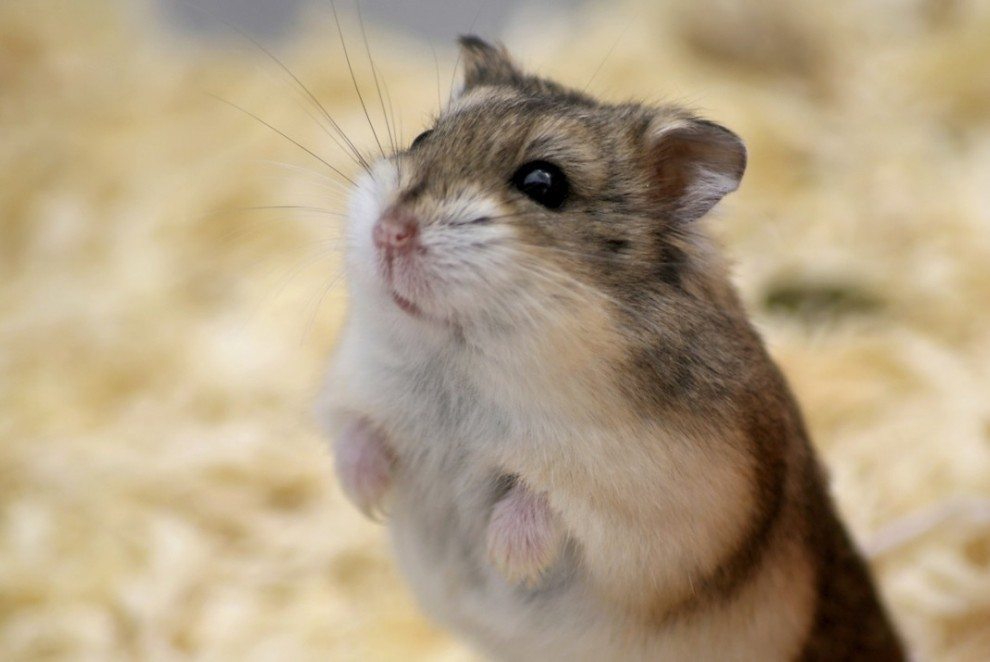 Hamster