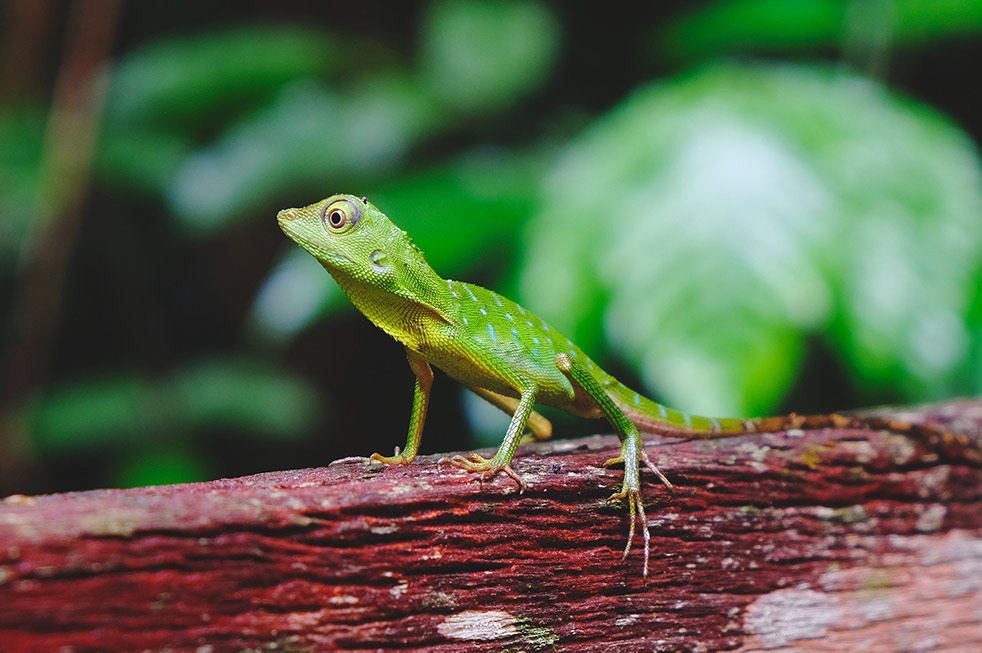 Ein grüner Gecko auf einem braunen Stamm