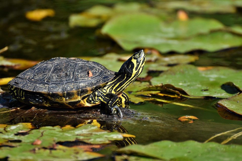 Eine grün-gelb gestreifte Schildkröte sitzt an einem Teich