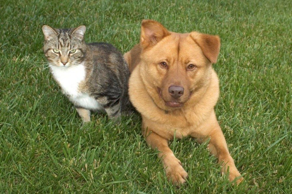 Coole Kids Schutzen Tiere 5 Tipps Fur Dich Petakids