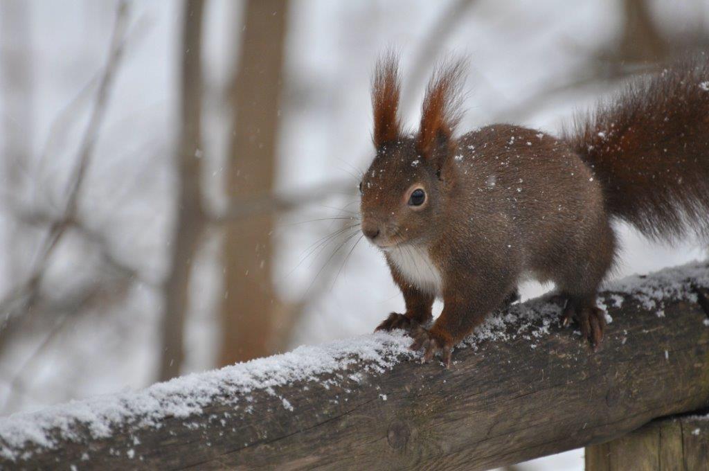 Tierspuren Im Schnee Petakids