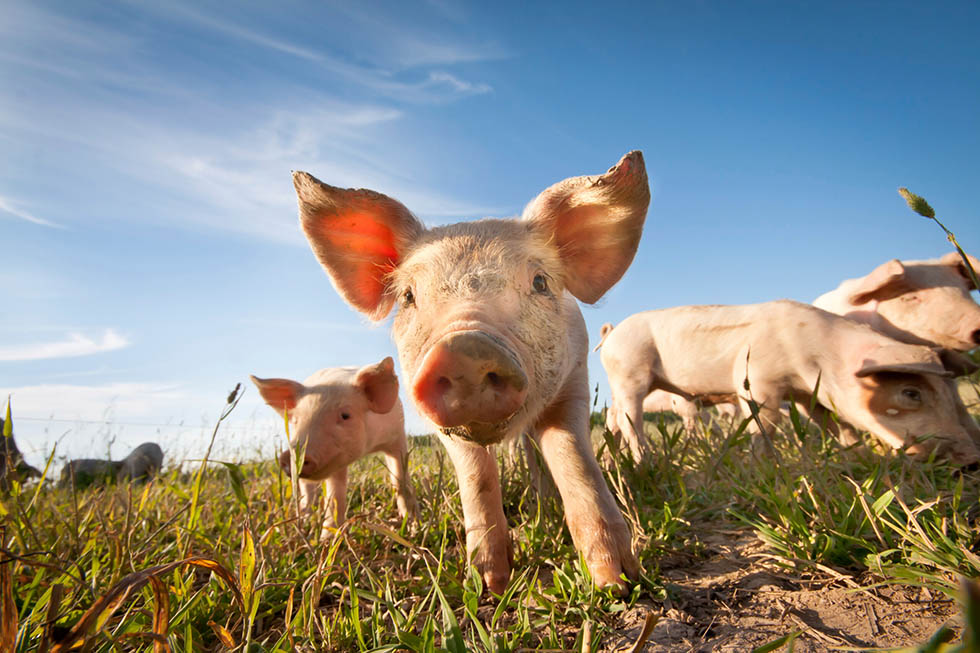 Schweine auf der Wiese