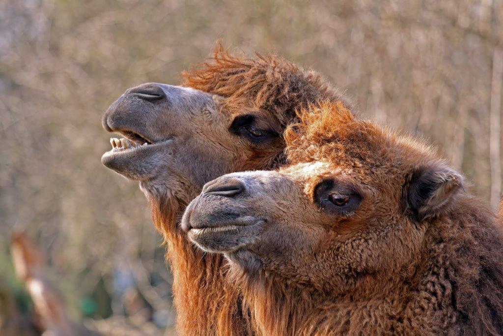 Video: die geretteten Kamele - PETA Kids