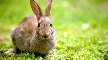Kaninchen auf der Wiese