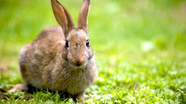 Kaninchen auf der Wiese