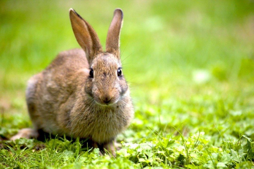 Kaninchen auf der Wiese