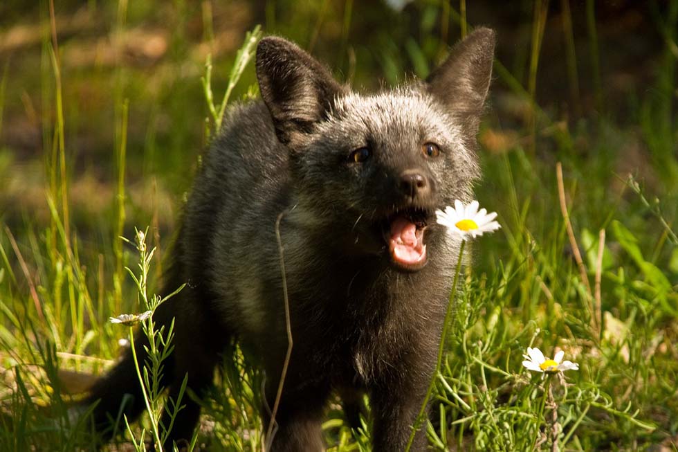 Ein grauer Fuchs schnappt nach einem Gaensebluemchen.
