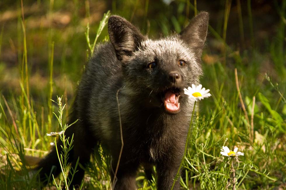 Ein grauer Fuchs schnappt nach einem Gaensebluemchen.
