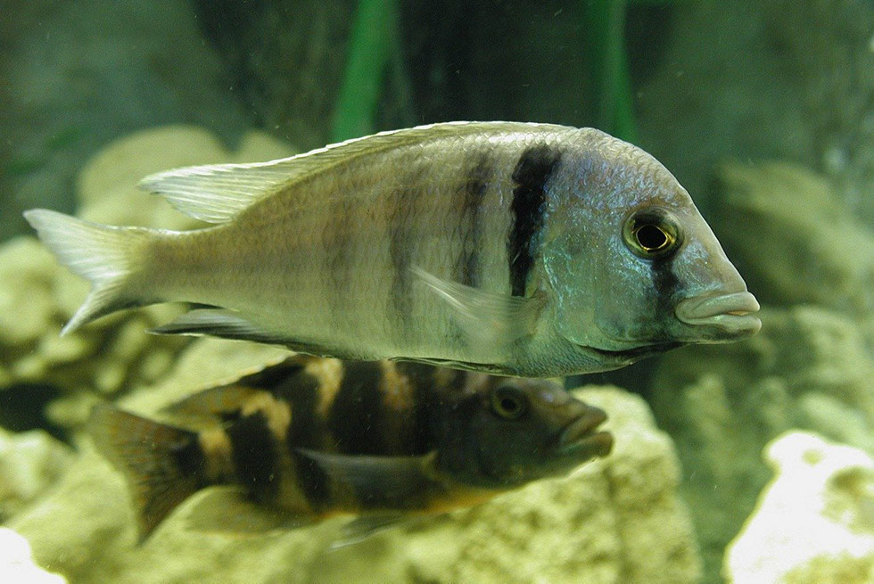 fische unter wasser