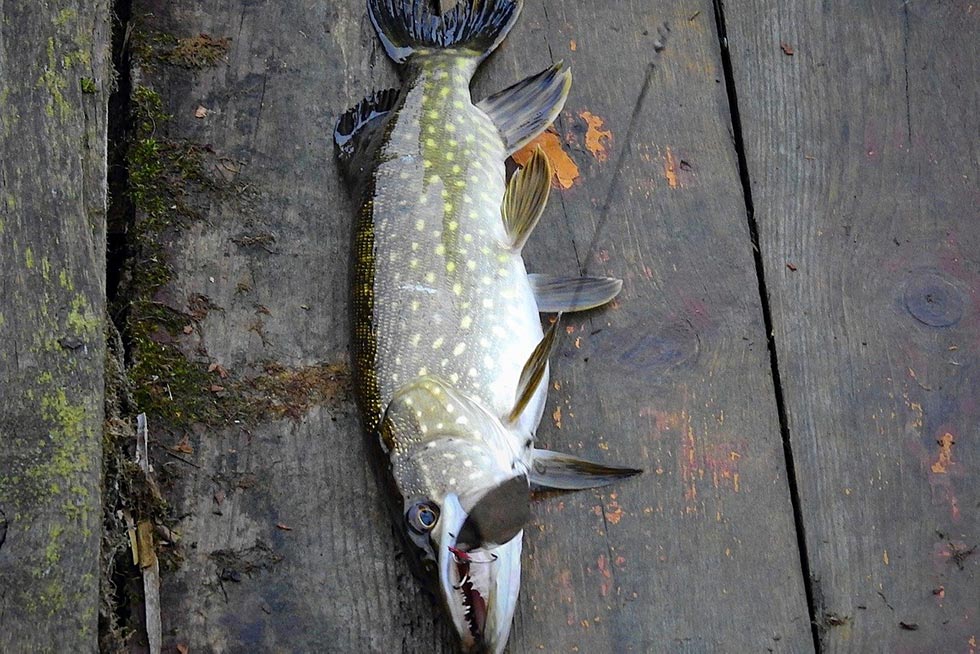 fisch auf dem boden