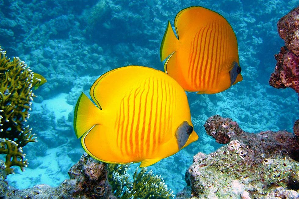 zwei gelbe fische