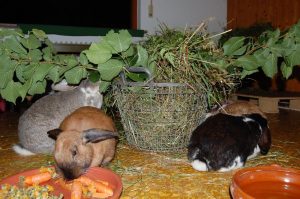Kaninchen essen Gemuese