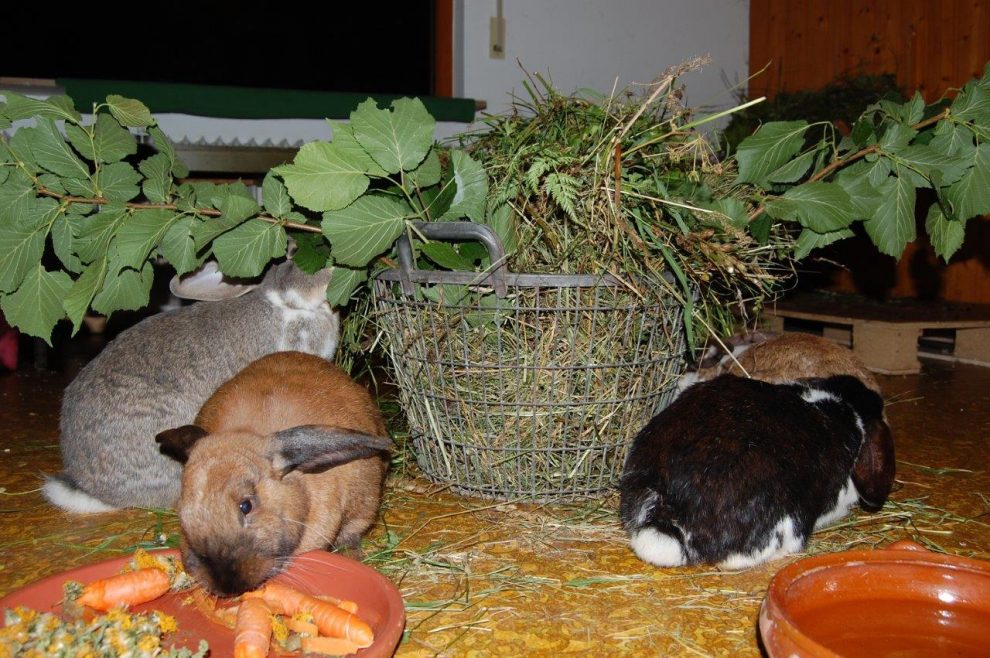 Kaninchenhaltung: 10 wichtige Tipps für die Haltung von Kaninchen ...
