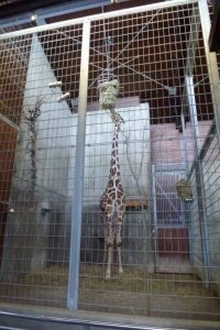 2015-06-28-giraffe-gehege-innen-wilhelma-stuttgart-p1020848-c-peta-d