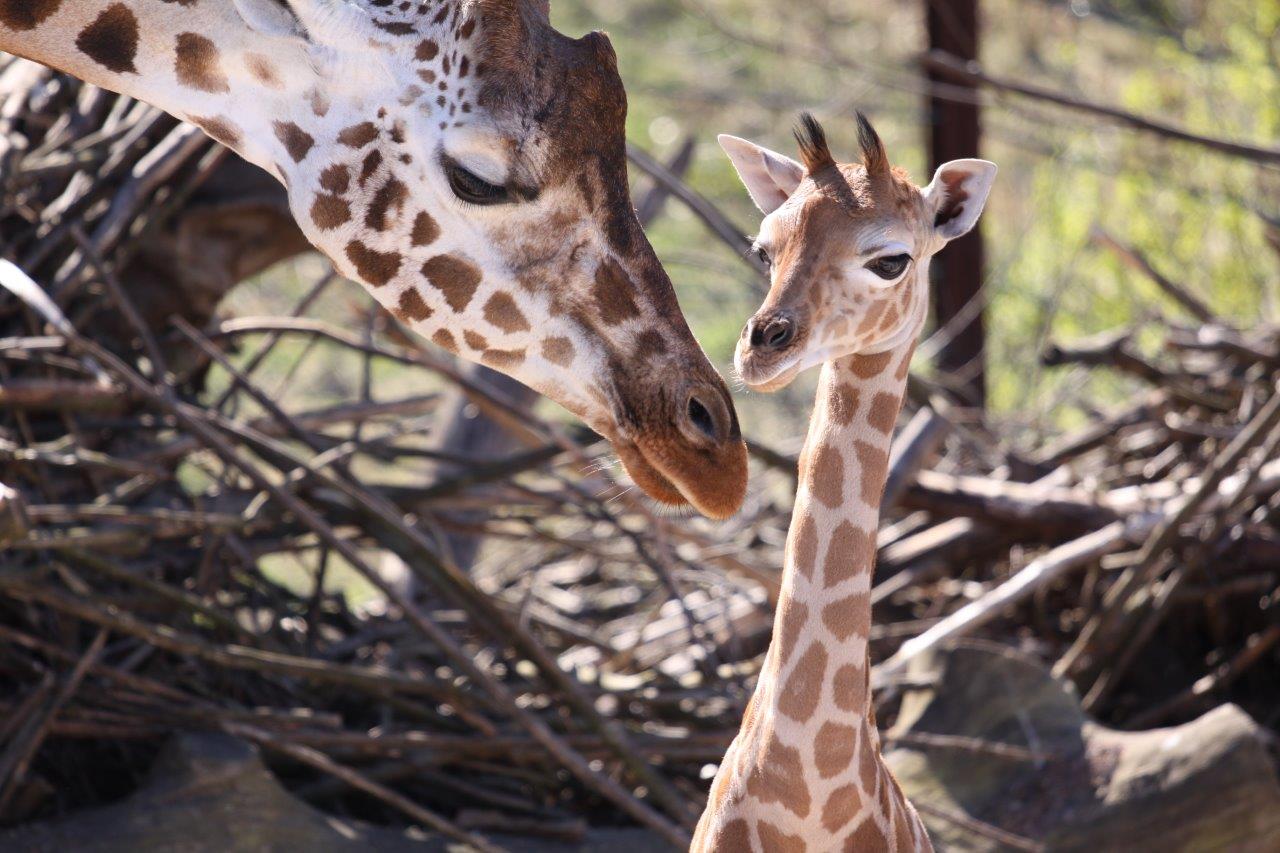 Eine Giraffe mit Giraffenbaby