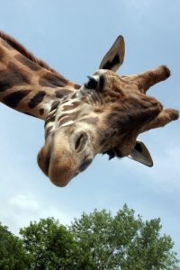 giraffe_istock-000008723011-c-francoderiu