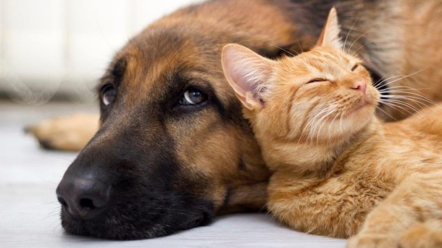 Hund und Katze