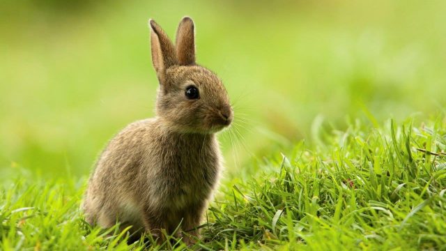 Kaninchen sitzt auf der Wiese