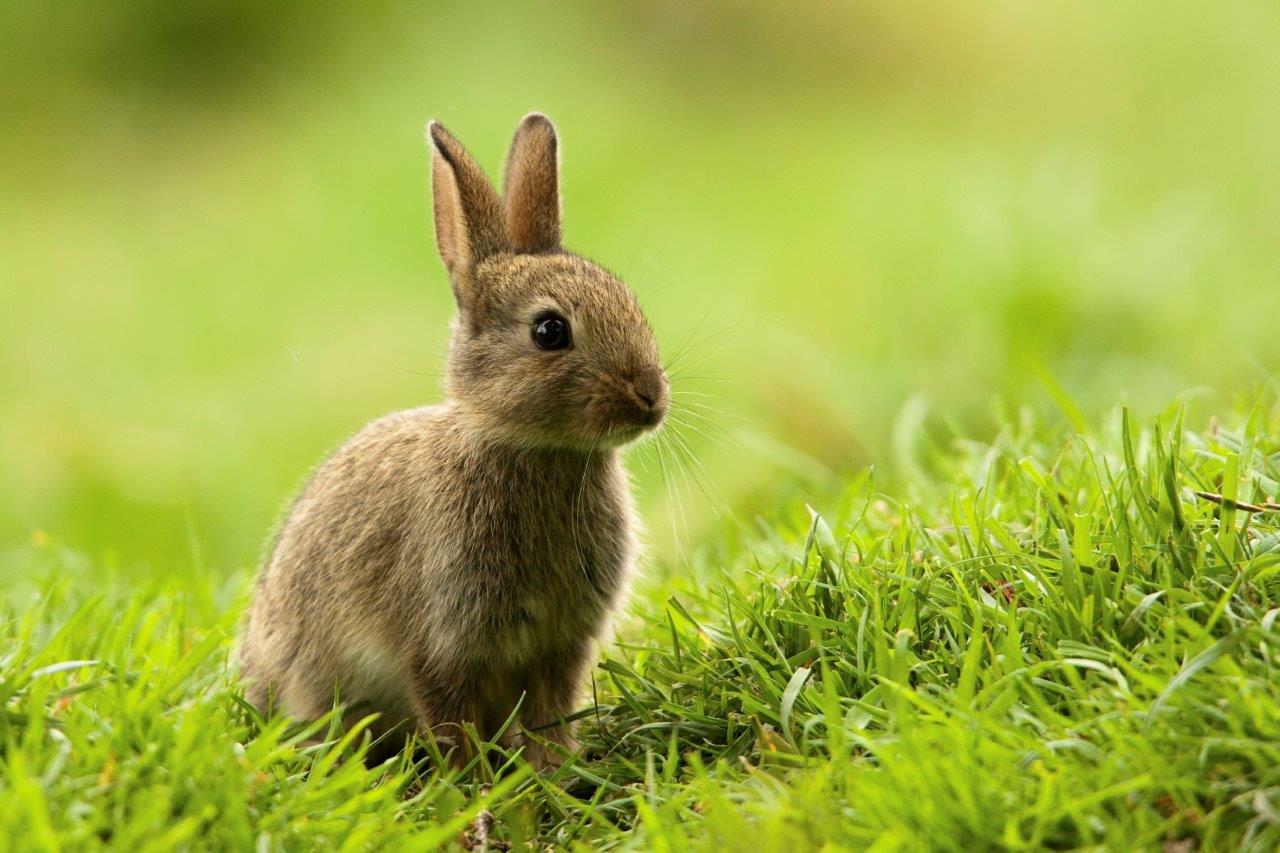 Kaninchen sitzt auf der Wiese