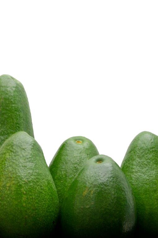 Vorsicht Diese Leckerlis sind giftig für Hund und Katz! PETAkids